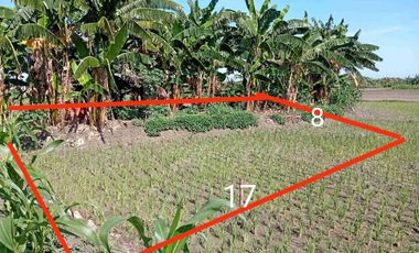 DIJUAL TANAH KAVLING JALAN RAYA PAKUPARI GRESIK LOKASI CIAMIK STRATEGIS