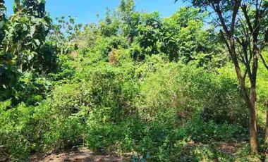 dijual tanah 50 are IDR 500 juta per are di Belimbingsari Pecatu Kuta Selatan Badung Bali