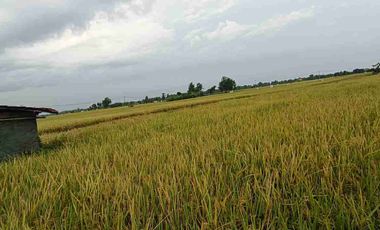 Dijual Tanah Sawah Aktif Di JIWAN Kabupaten Madiun