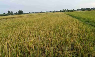 Dijual Tanah Sawah Aktif Di JIWAN Kabupaten Madiun