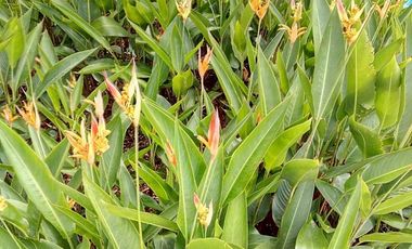 Casa de campo en excelente condominio en la Tebaida Quindio