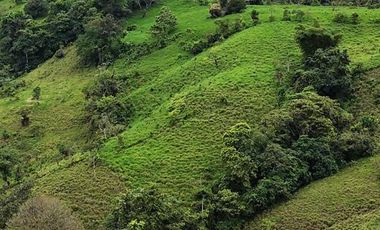 Venta de terreno urbanizado de 10,000 m2 , en Pedro Vicente Maldonado. Pichcincha . Ecuador.