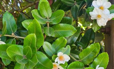 Parcela en Venta con Vista al Lago Ranco en Quillaico | Alta Plusvalía a Minutos de la Playa