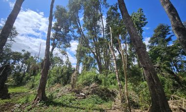 Se Vende Parcela con Bosque Nativo y Estero, Santa Rosa, Paillaco, Región de Los Ríos.