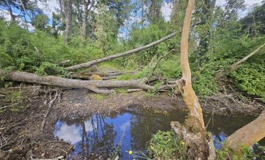 Se Vende Parcela con Bosque Nativo y Estero, Santa Rosa, Paillaco, Región de Los Ríos.