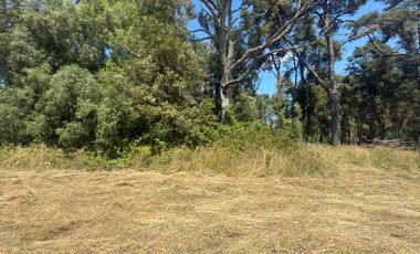 Se Vende Parcela con Bosque Nativo y Estero, Santa Rosa, Paillaco, Región de Los Ríos.