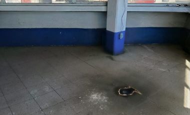 EDIFICIO EN RENTA TOLUCA-TOLLOCAN-TERMINAL