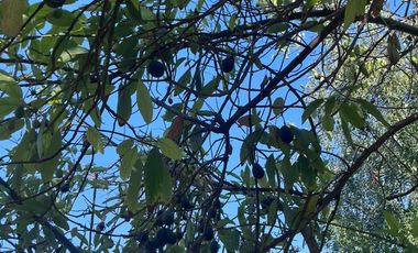 🌿 VENTA DE PARCELA 1,3 HECTÁREAS – SECTOR CULIPRÁN, MELIPILLA 🌿