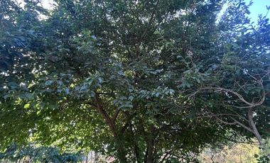 🌿 VENTA DE PARCELA 1,3 HECTÁREAS – SECTOR CULIPRÁN, MELIPILLA 🌿