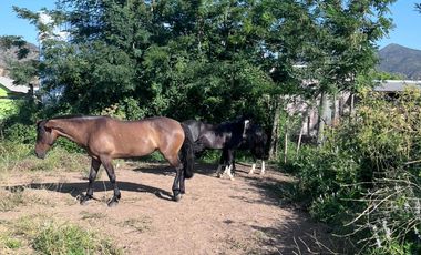 🌿 VENTA DE PARCELA 1,3 HECTÁREAS – SECTOR CULIPRÁN, MELIPILLA 🌿