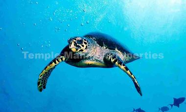 EXCLUSIVE BEACHFRONT RESORT