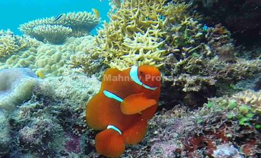 EXCLUSIVE BEACHFRONT RESORT