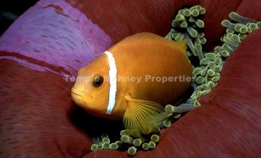 EXCLUSIVE BEACHFRONT RESORT