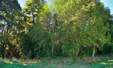 PARCELA REBAJADA CON BOSQUE Y ESTERO, LUZ, AGUA Y FIBRA ÓPTICA YA INSTALADA, LISTAS PARA CONSTRUIR
