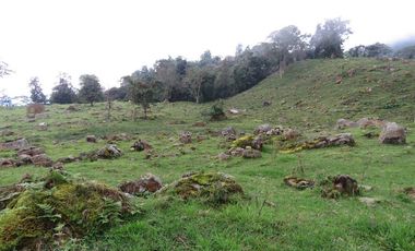 VENDO FINCA EN SAN ANTONIO DE TEQUENDAMA - LA VICTORIA