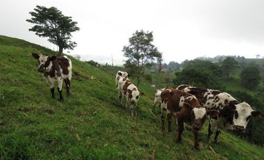 VENDO FINCA EN SAN ANTONIO DE TEQUENDAMA - LA VICTORIA