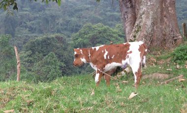 VENDO FINCA EN SAN ANTONIO DE TEQUENDAMA - LA VICTORIA