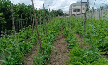 VENDO TERRENO PLANO DE 1193m2 CON CASITA EN CHALTURA, PROVINCIA DE IMBABURA