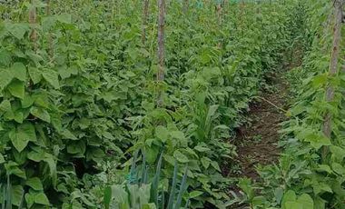 VENDO TERRENO PLANO DE 1193m2 CON CASITA EN CHALTURA, PROVINCIA DE IMBABURA