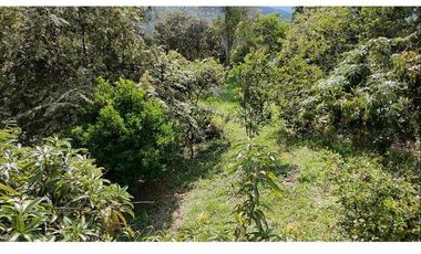 LOTE EN VENTA - VEREDA CAICEDO - MUNICIPIO SAN ANTONIO DEL TEQUENDAMA - CUNDINAMARCA