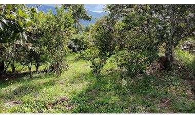 LOTE EN VENTA - VEREDA CAICEDO - MUNICIPIO SAN ANTONIO DEL TEQUENDAMA - CUNDINAMARCA