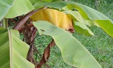 LOTE EN VENTA - VEREDA CAICEDO - MUNICIPIO SAN ANTONIO DEL TEQUENDAMA - CUNDINAMARCA