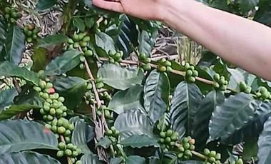 LOTE EN VENTA - VEREDA CAICEDO - MUNICIPIO SAN ANTONIO DEL TEQUENDAMA - CUNDINAMARCA