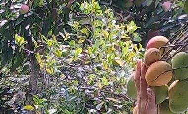 LOTE EN VENTA - VEREDA CAICEDO - MUNICIPIO SAN ANTONIO DEL TEQUENDAMA - CUNDINAMARCA