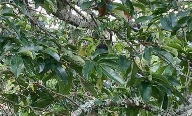 LOTE EN VENTA - VEREDA CAICEDO - MUNICIPIO SAN ANTONIO DEL TEQUENDAMA - CUNDINAMARCA