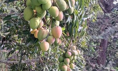 LOTE EN VENTA - VEREDA CAICEDO - MUNICIPIO SAN ANTONIO DEL TEQUENDAMA - CUNDINAMARCA