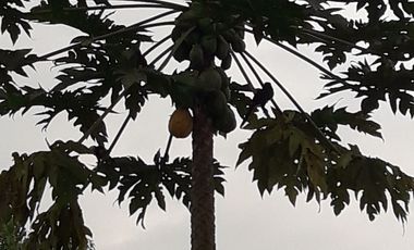 VENDO TERRENO 1000M2, URB. CASCADA AZUL, PEDRO V. MALDONADO