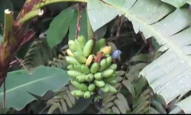 VENDO TERRENO 1000M2, URB. CASCADA AZUL, PEDRO V. MALDONADO
