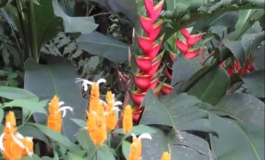 VENDO TERRENO 1000M2, URB. CASCADA AZUL, PEDRO V. MALDONADO