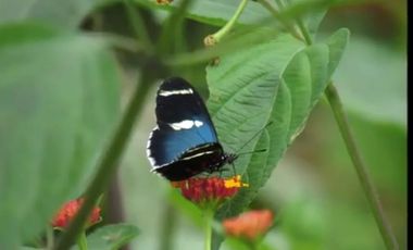 VENDO TERRENO 1000M2, URB. CASCADA AZUL, PEDRO V. MALDONADO