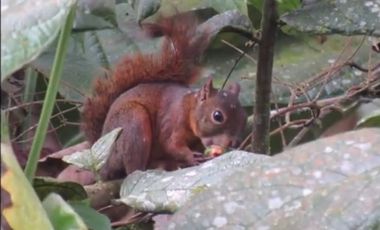 VENDO TERRENO 1000M2, URB. CASCADA AZUL, PEDRO V. MALDONADO