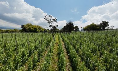 VENDO FINCA EN EL ROSAL