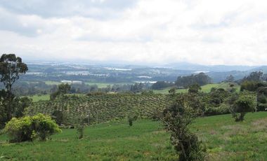 VENDO FINCA EN EL ROSAL