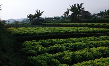 Dijual Tanah murah di Cihanjuang