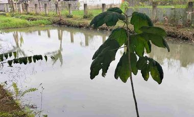 Villa kolam bojong Tanjungsari sumedang