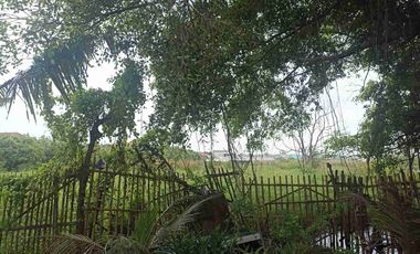 Dijual tanah + bangunan dijalan raya losari brebes jawa tengah