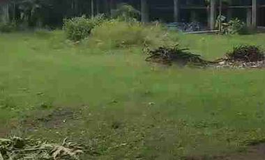 DI JUAL PETERNAKAN AYAM PETELOR PRODUKTIF DENGAN PERIJINAN AKTIF SHM