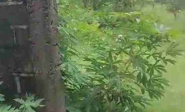 DI JUAL PETERNAKAN AYAM PETELOR PRODUKTIF DENGAN PERIJINAN AKTIF SHM