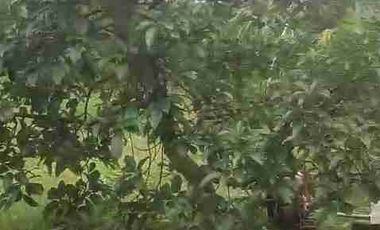 DI JUAL PETERNAKAN AYAM PETELOR PRODUKTIF DENGAN PERIJINAN AKTIF SHM