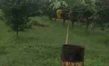 DI JUAL PETERNAKAN AYAM PETELOR PRODUKTIF DENGAN PERIJINAN AKTIF SHM