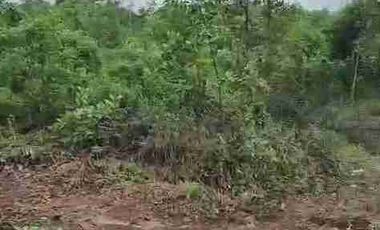 jual tanah murah LT 50ha, shm, nempel jln propinsi