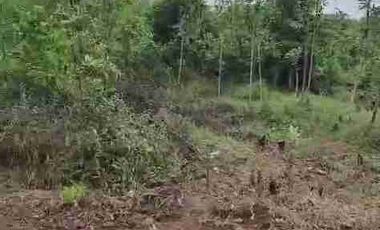 jual tanah murah LT 50ha, shm, nempel jln propinsi