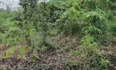 jual tanah murah LT 50ha, shm, nempel jln propinsi