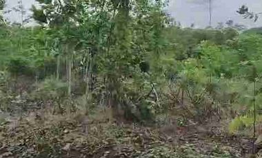 jual tanah murah LT 50ha, shm, nempel jln propinsi