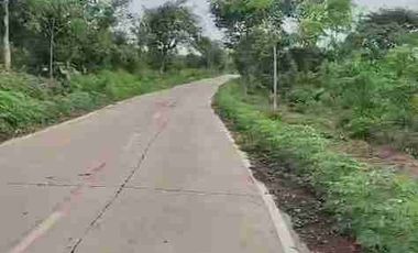 jual tanah murah LT 50ha, shm, nempel jln propinsi