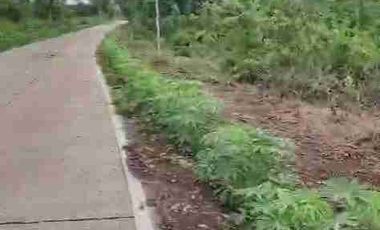 jual tanah murah LT 50ha, shm, nempel jln propinsi